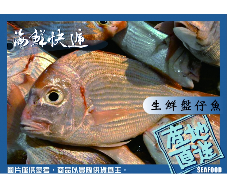 澎湖盤仔魚