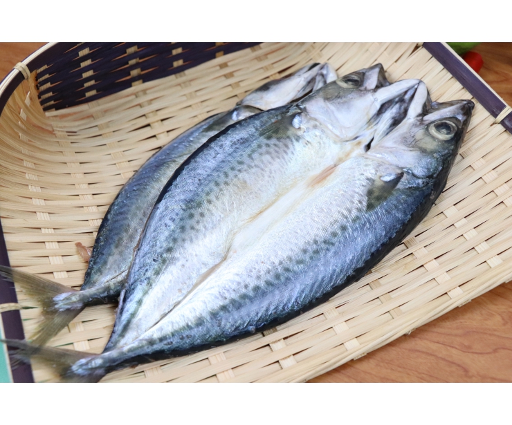 澎湖青飛魚