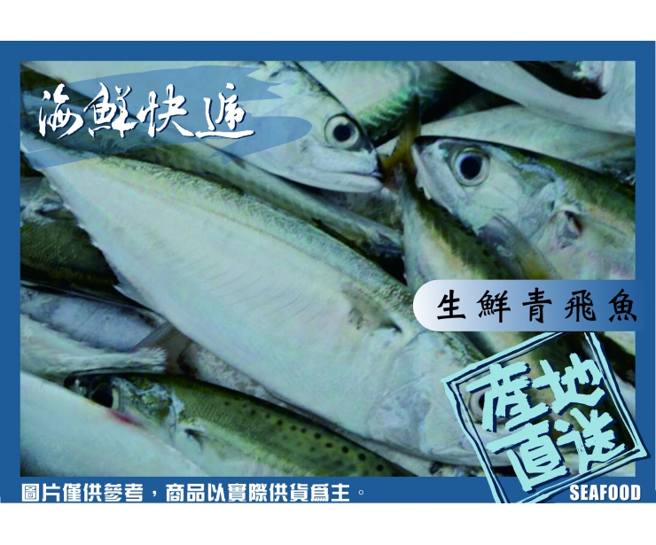 澎湖青飛魚