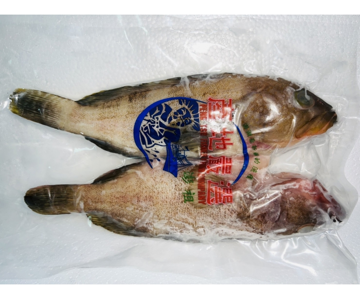 澎湖石斑魚(中溝)