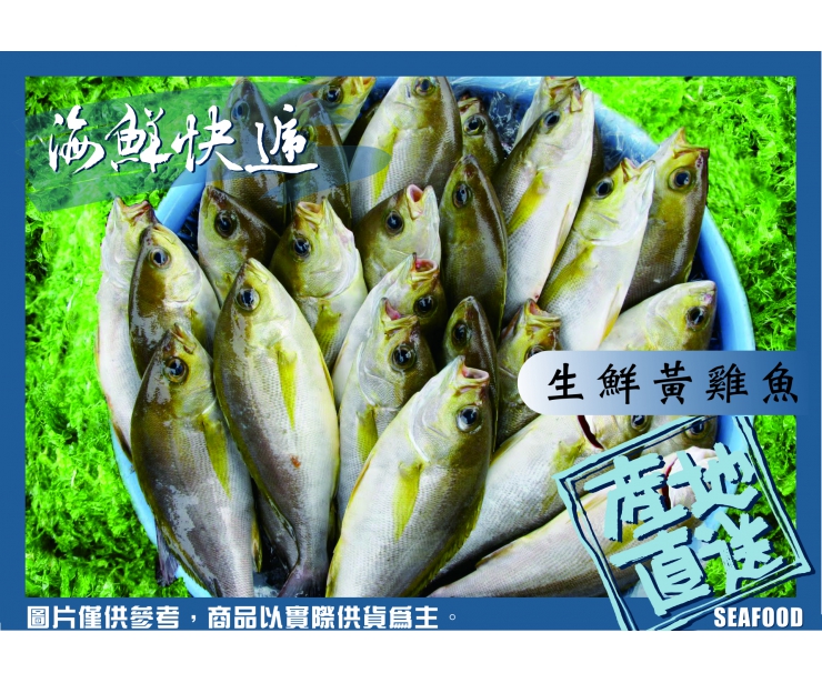 澎湖黃雞魚