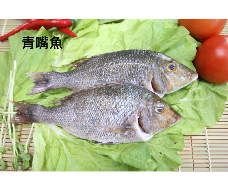 澎湖青嘴魚