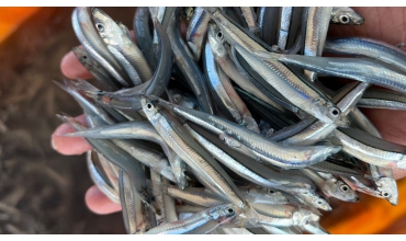 澄清聲明-澎湖生鮮丁香魚